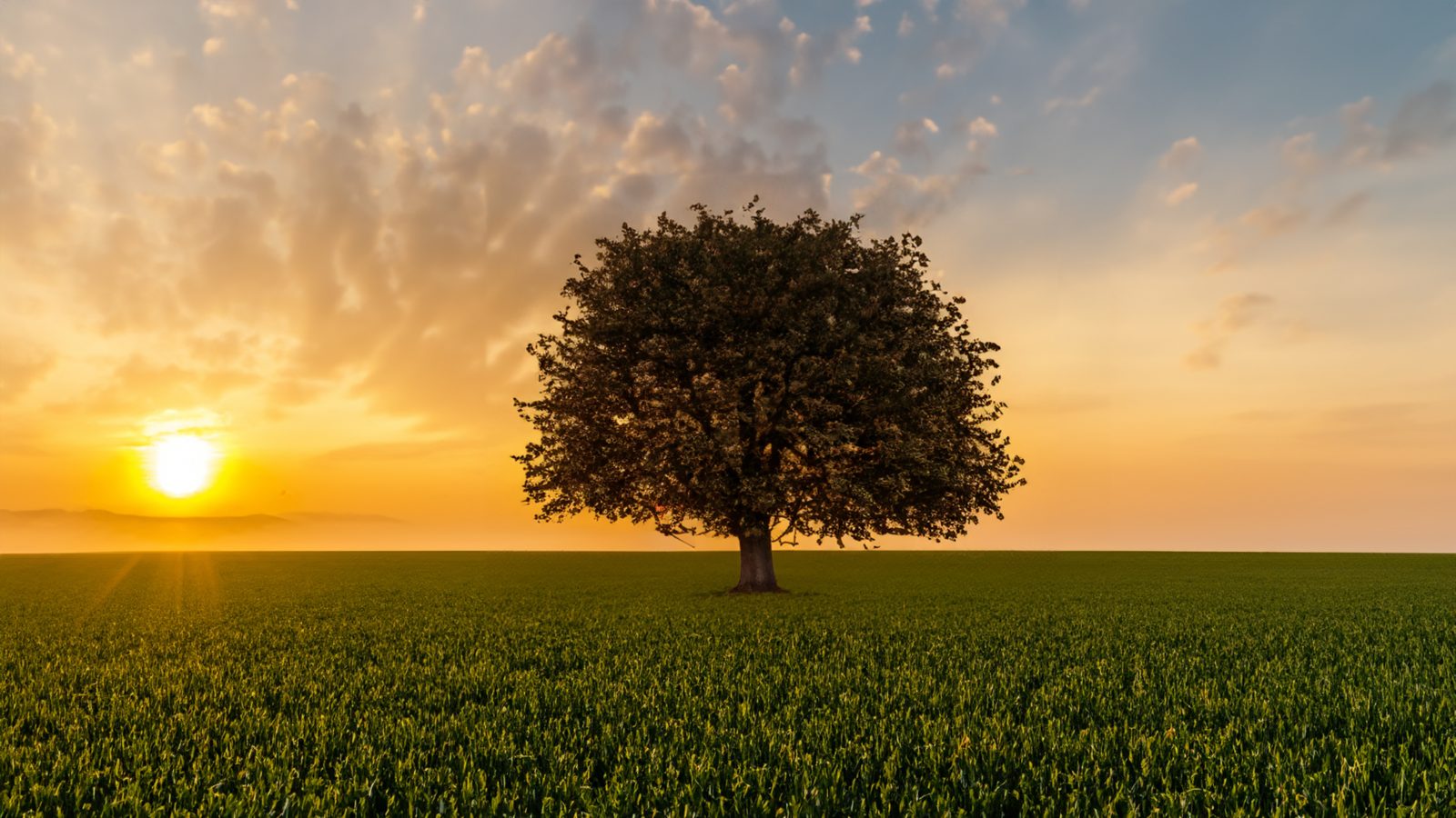 A lone tree in a green field at sunrise